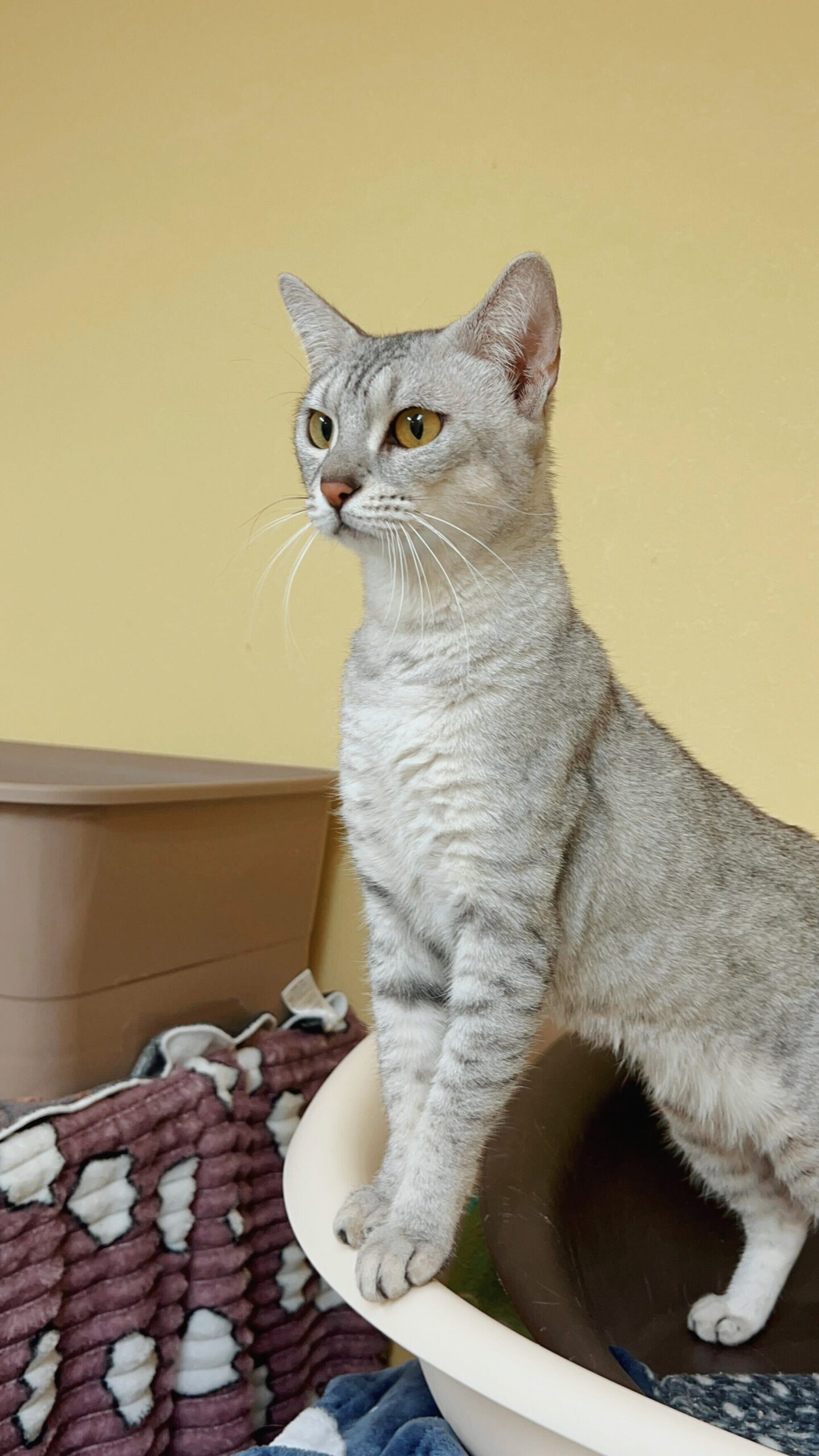 いちぞうの画像2