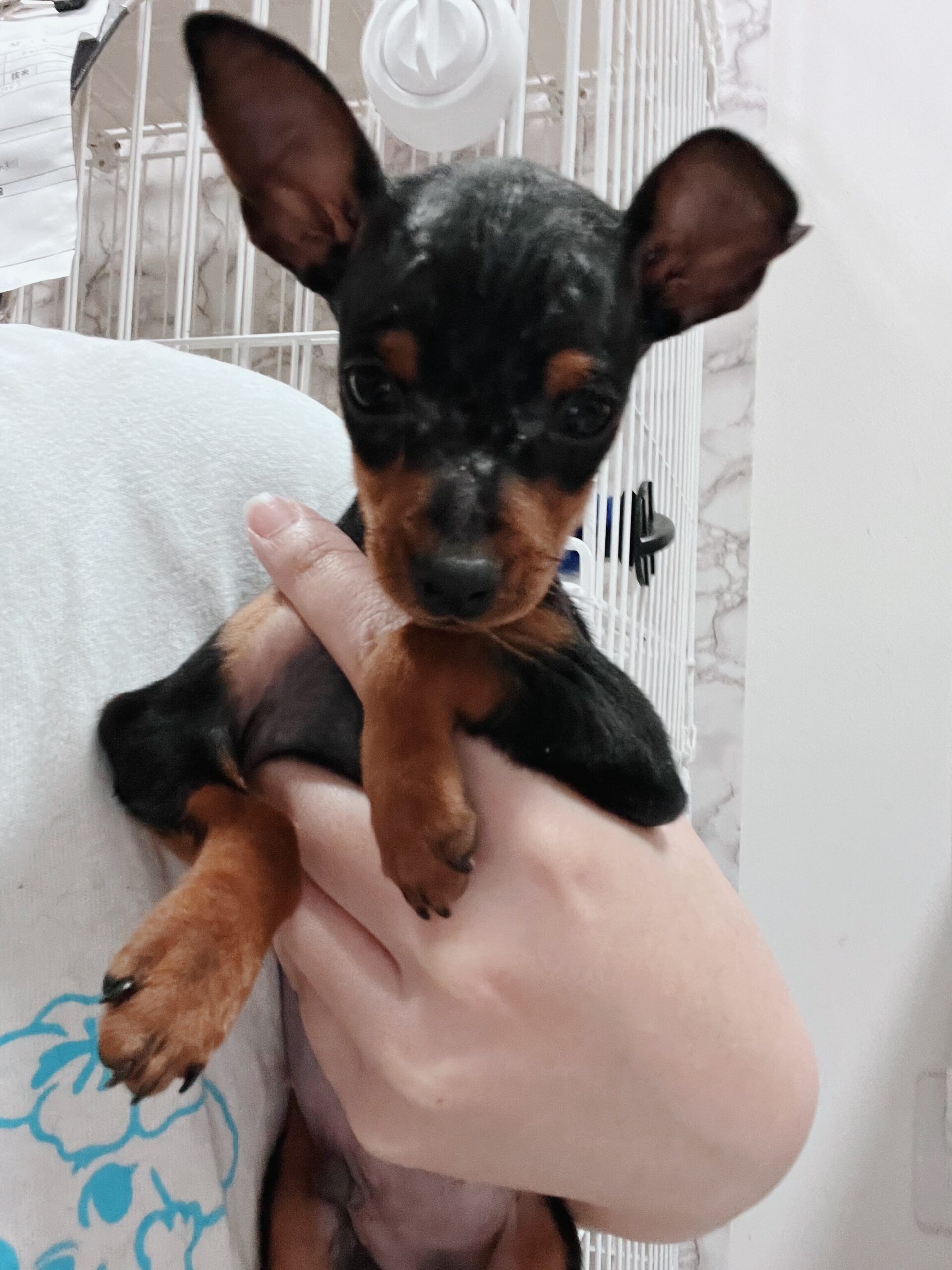 コルネットの画像2