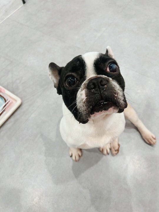 タマトアの画像1