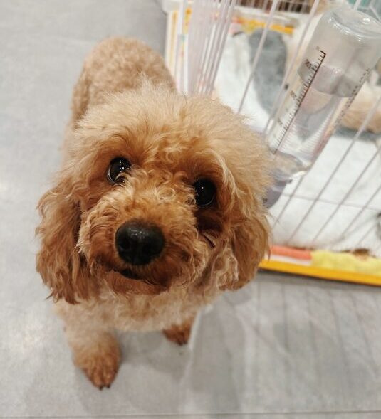 ディスカスの画像2