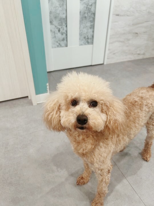 アロワナの画像3