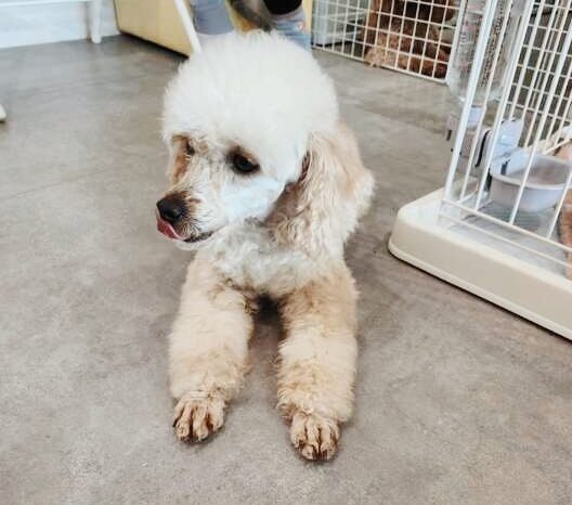 チャイコフスキーの画像1