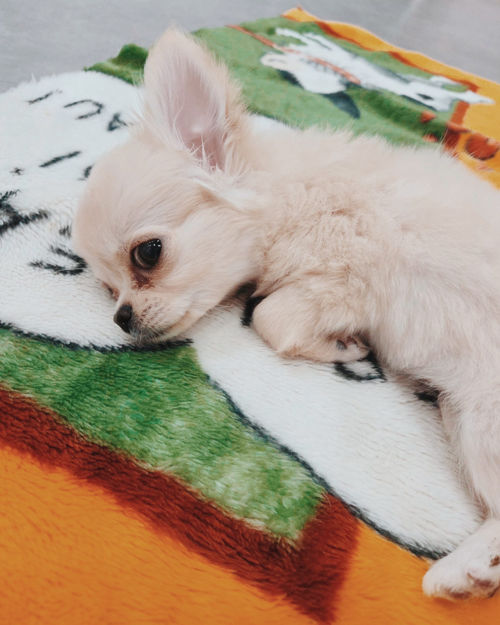 コニャックの画像1