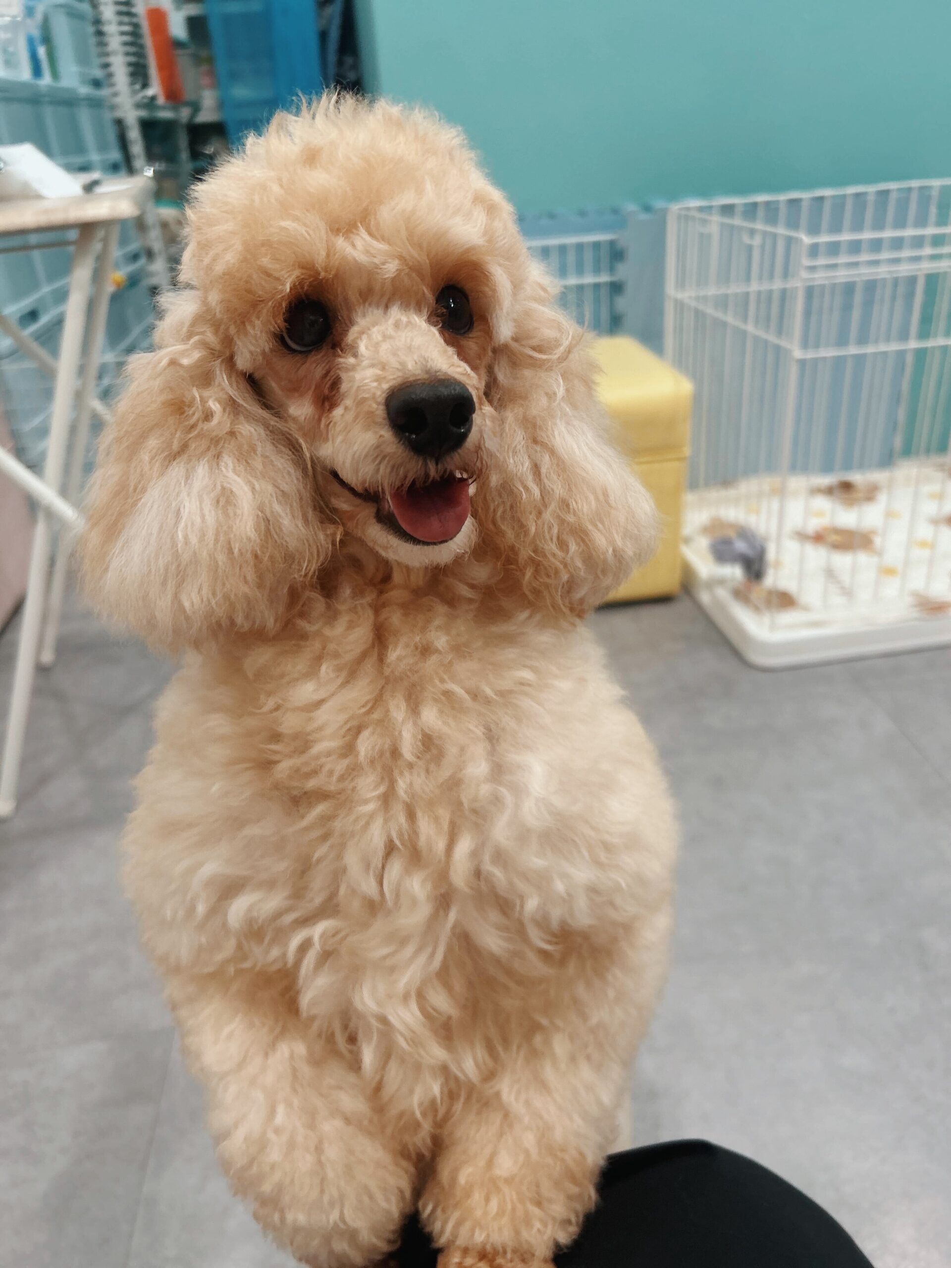 シューマンの画像2