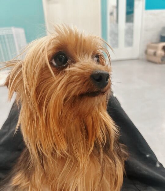 エンゼルフィッシュの画像3