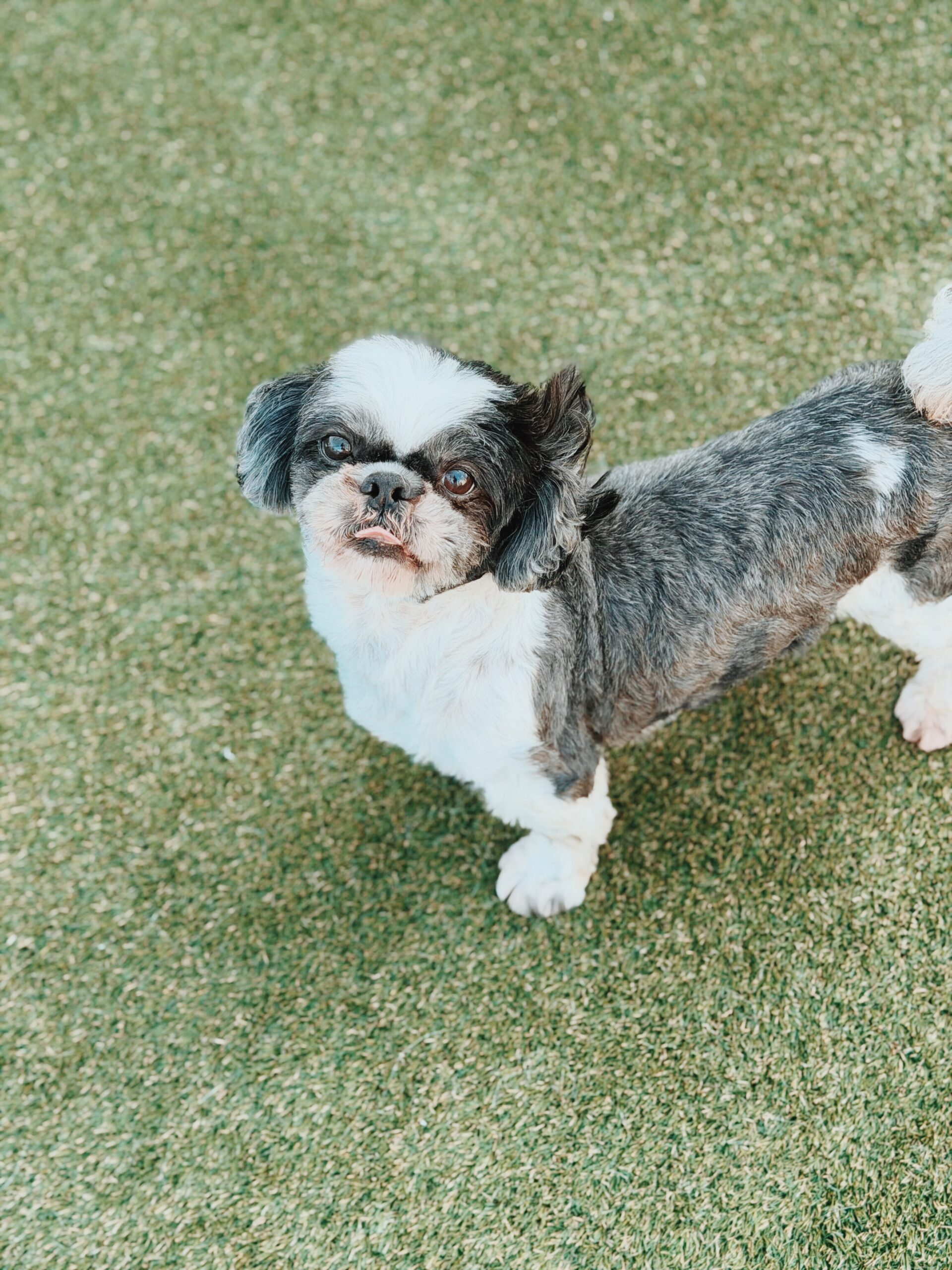 たかもりの画像2