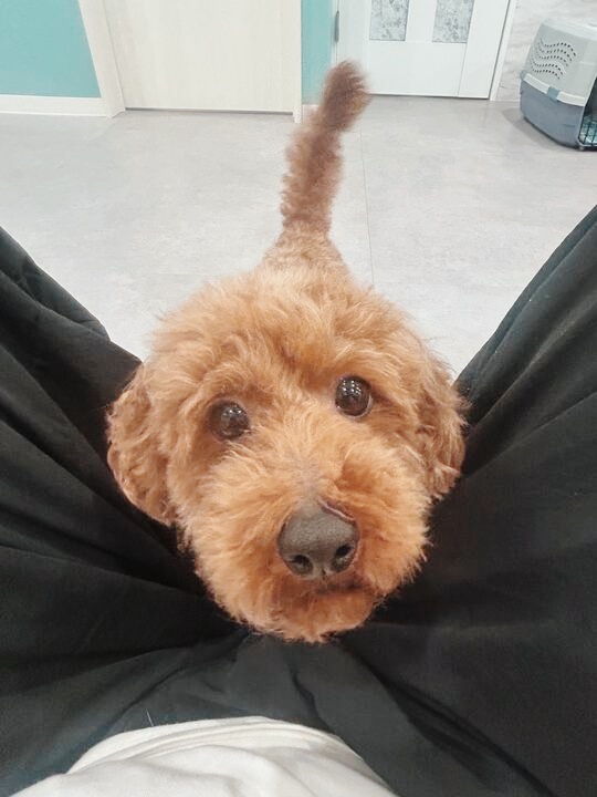 アルジーイーターの画像1