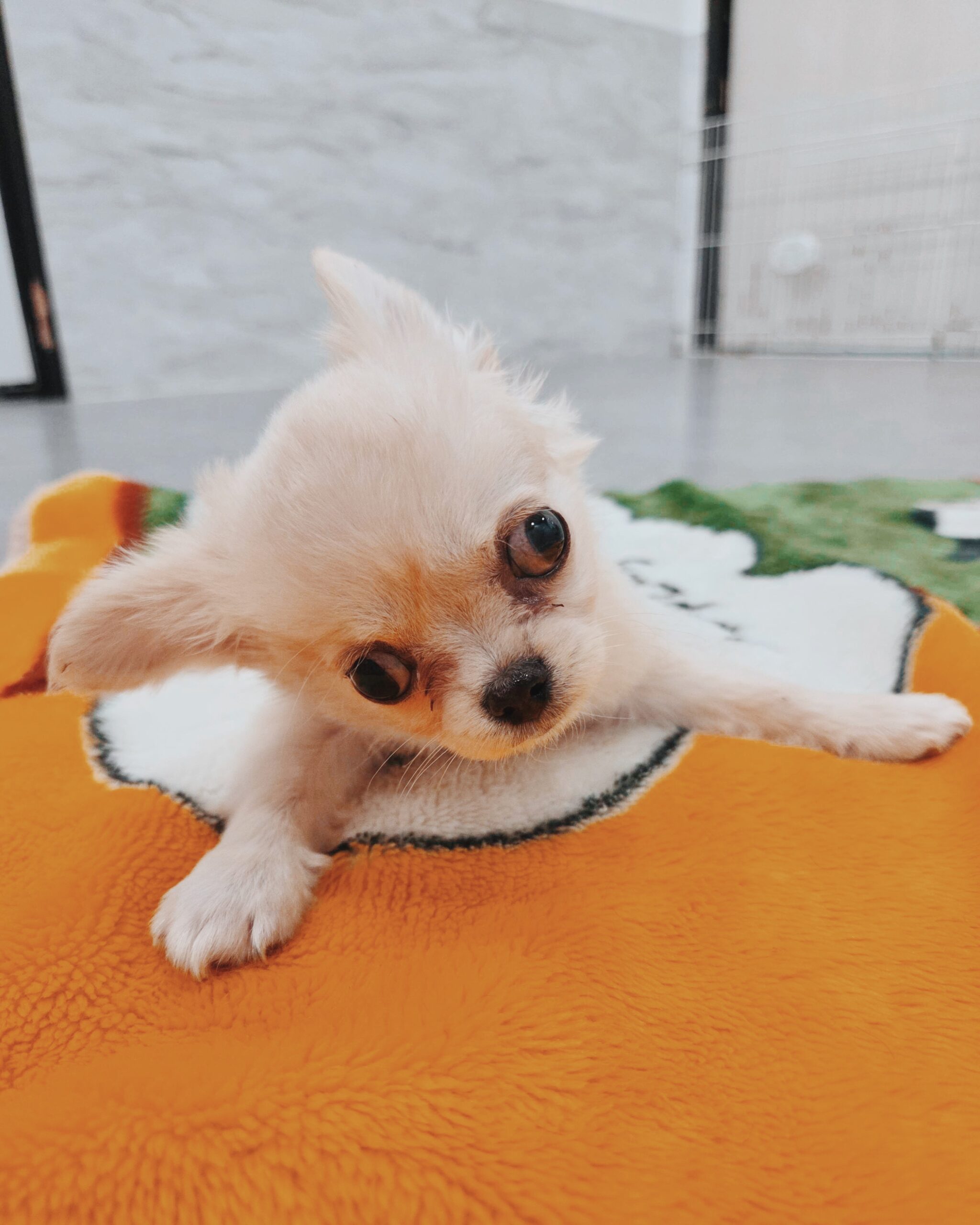 コニャックの画像3