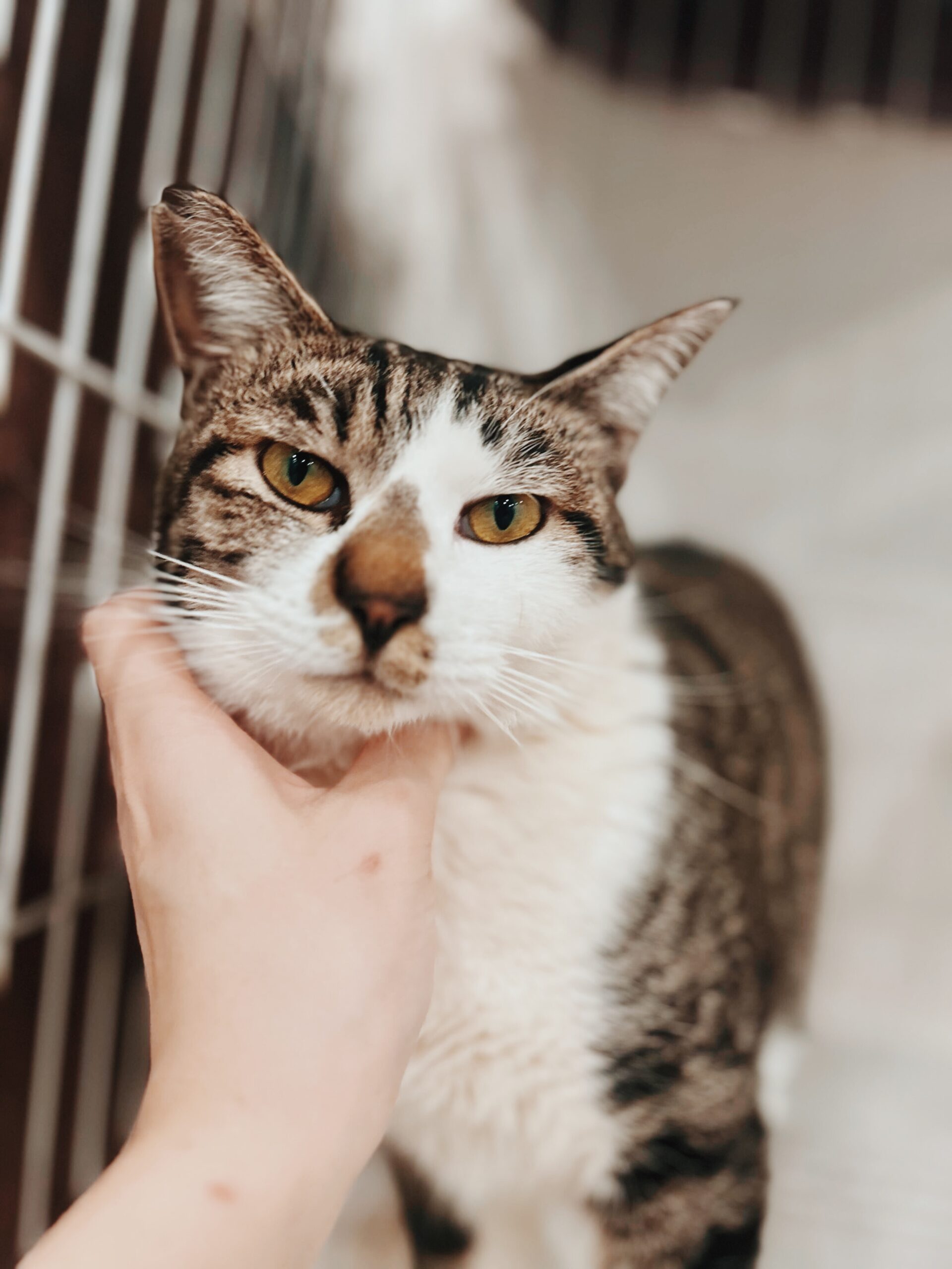 ドラえもんの画像2