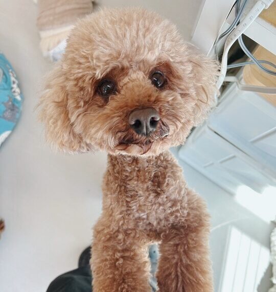 ドビュッシーの画像2