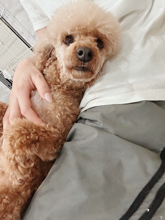 オトシンクルスの画像2