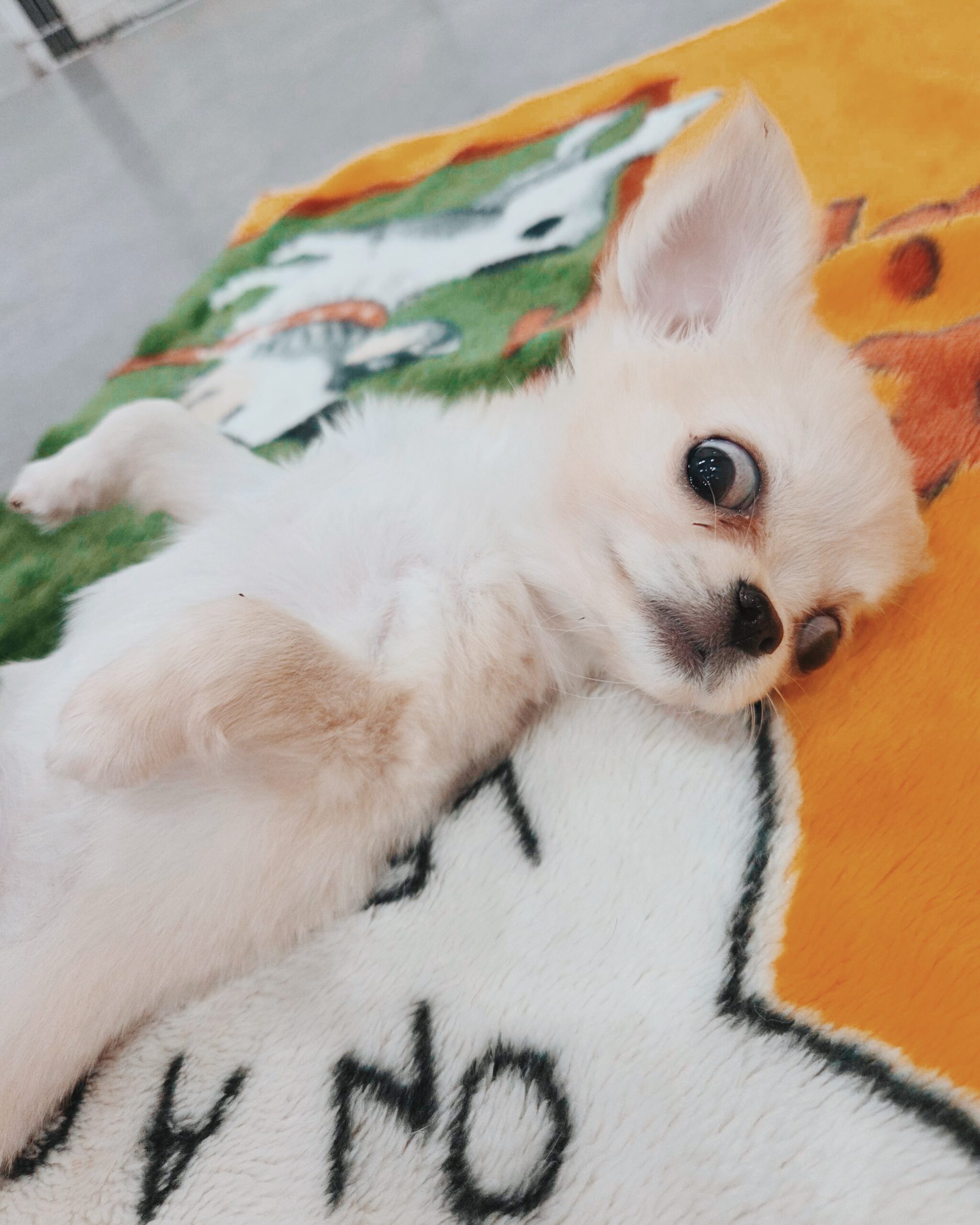 コニャックの画像2