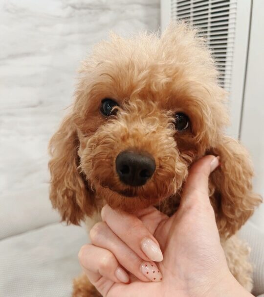 ディスカスの画像1