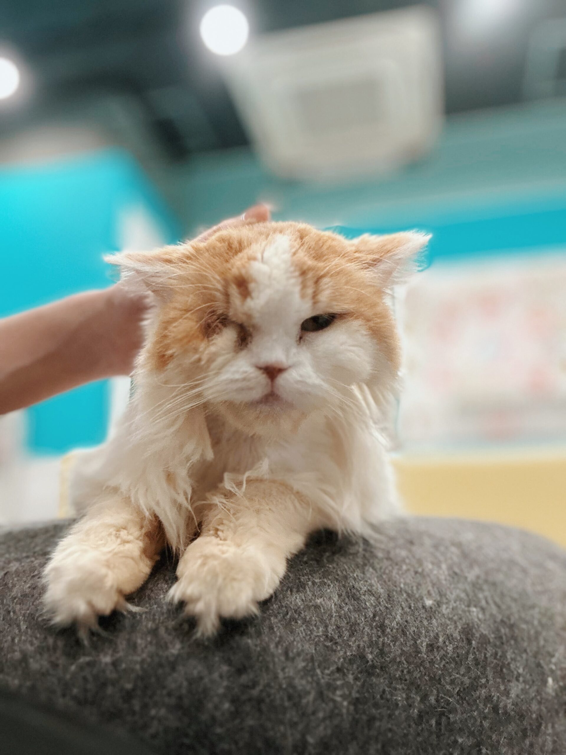 カスミソウの画像2