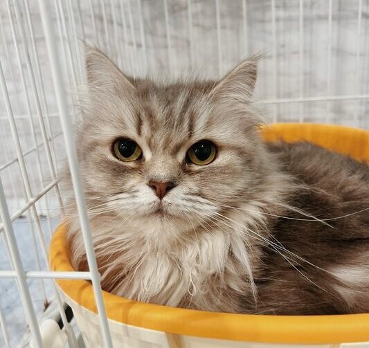 ベイマックスの画像1