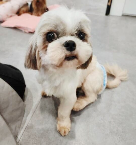 グラミーの画像3