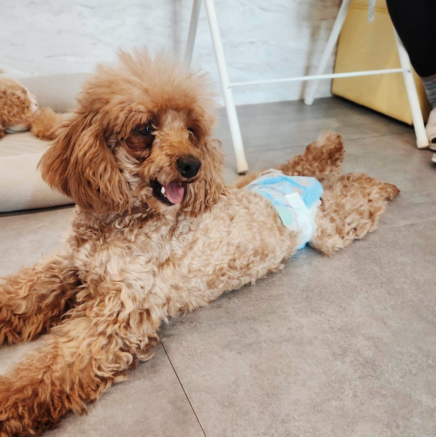 ブラームスの画像3