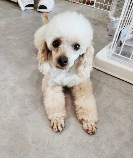 チャイコフスキーの画像2