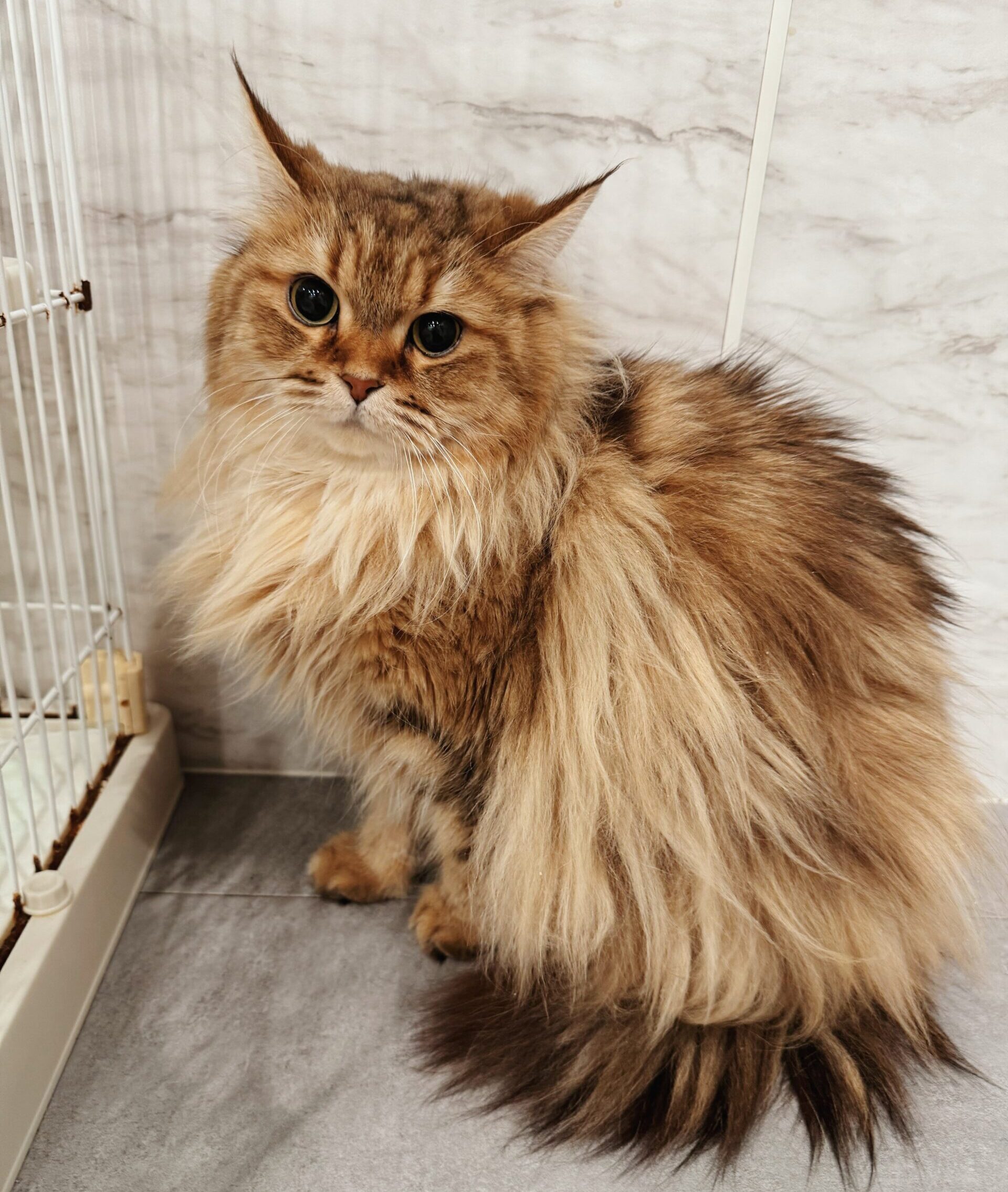 フレッドの画像2