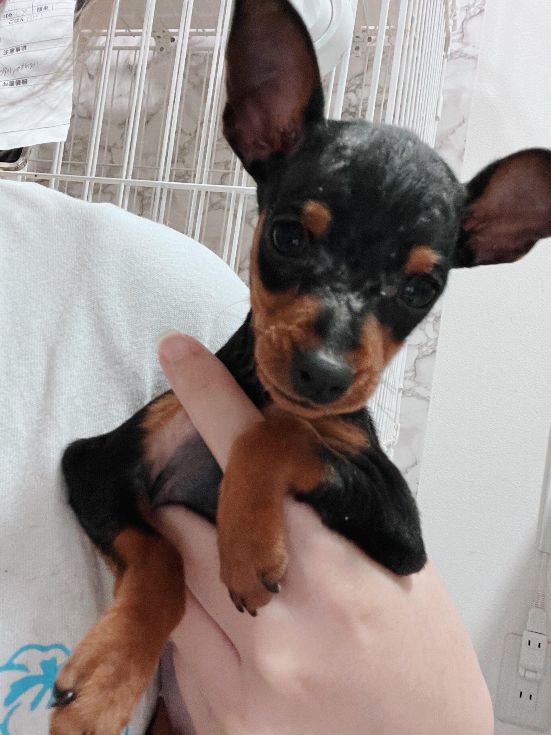 コルネットの画像1