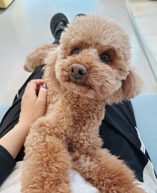 ドビュッシーの画像3