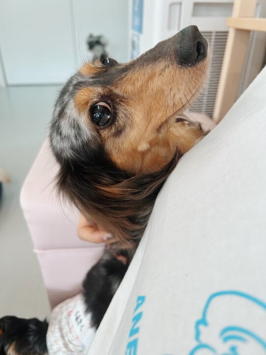 しんさくの画像3