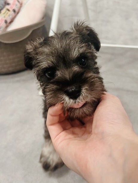 シュナンの画像2