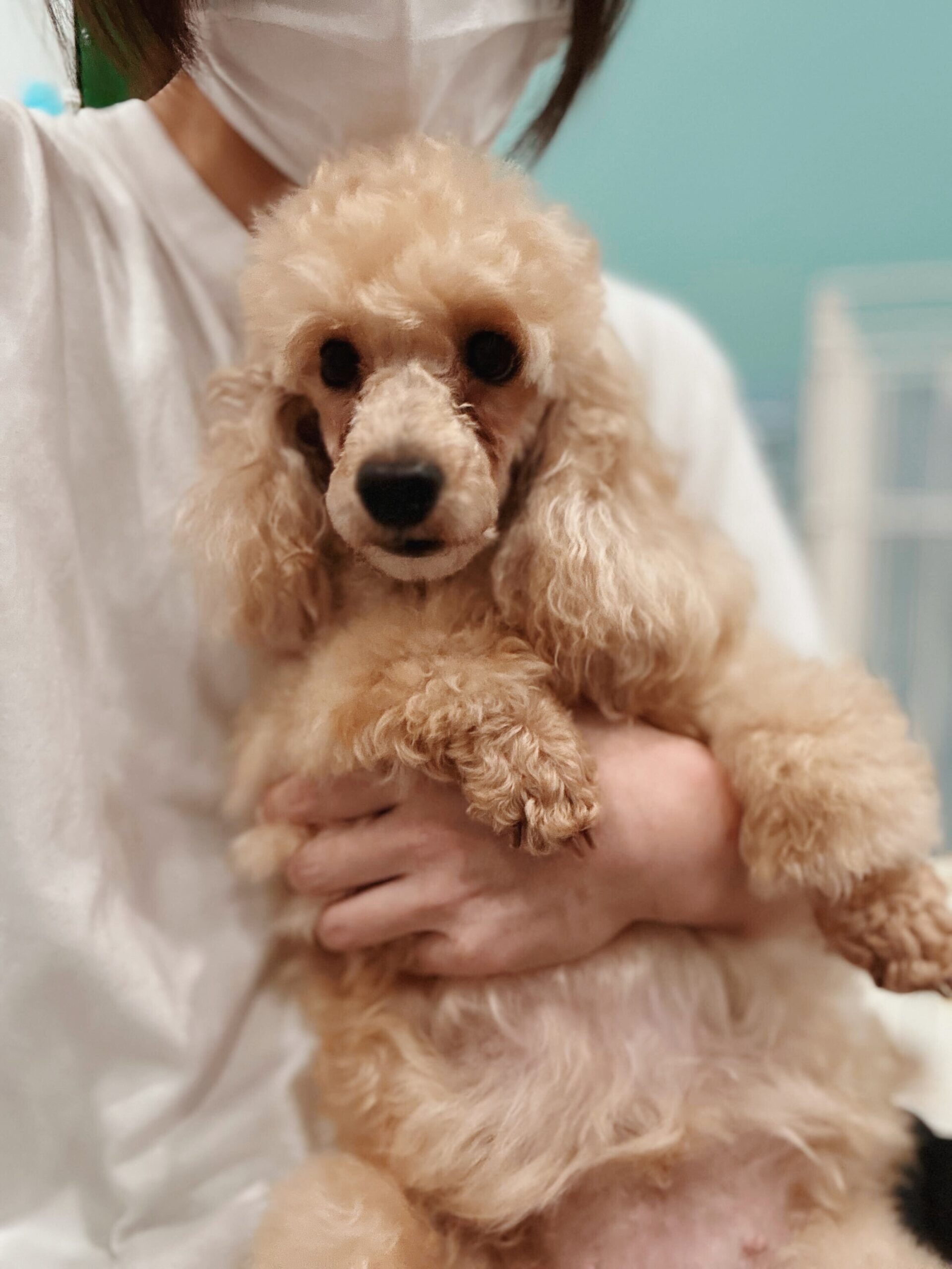 シューマンの画像3