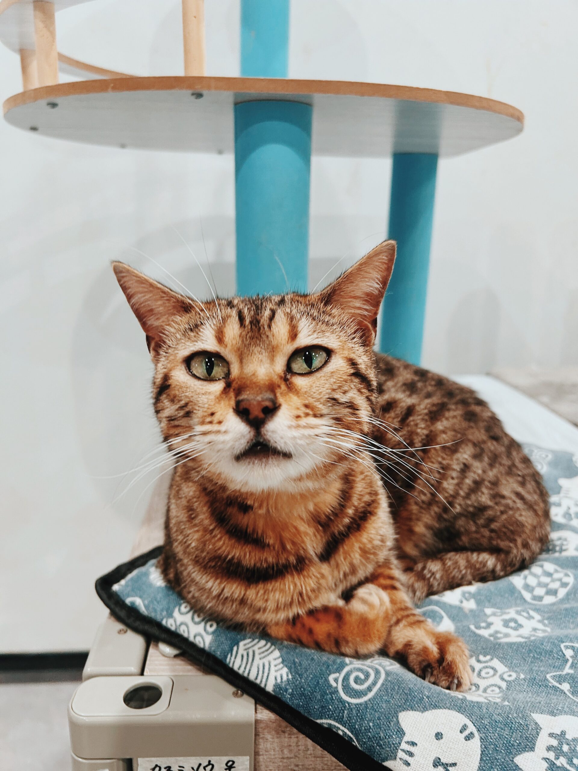 じんづうの画像1