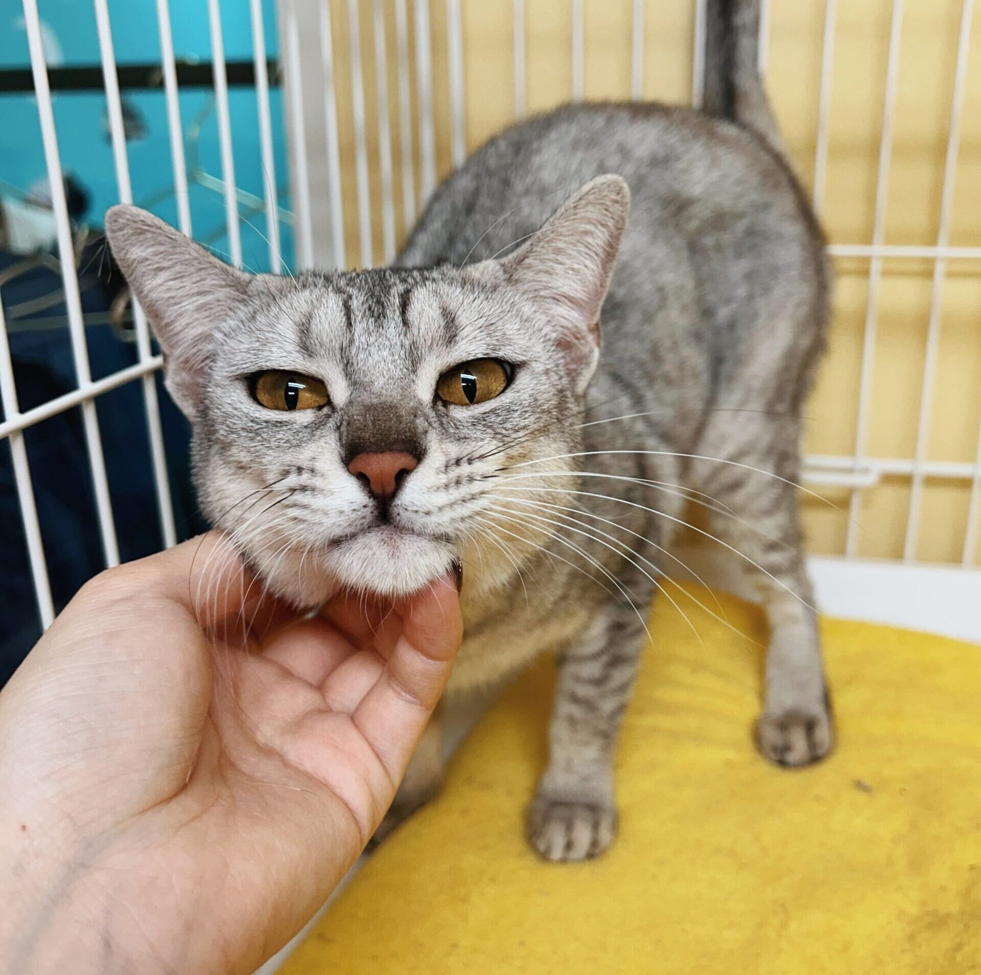 いちぞうの画像3