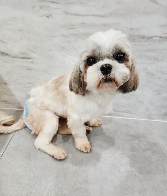 グラミーの画像1