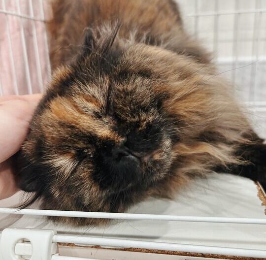 トパーズの画像1