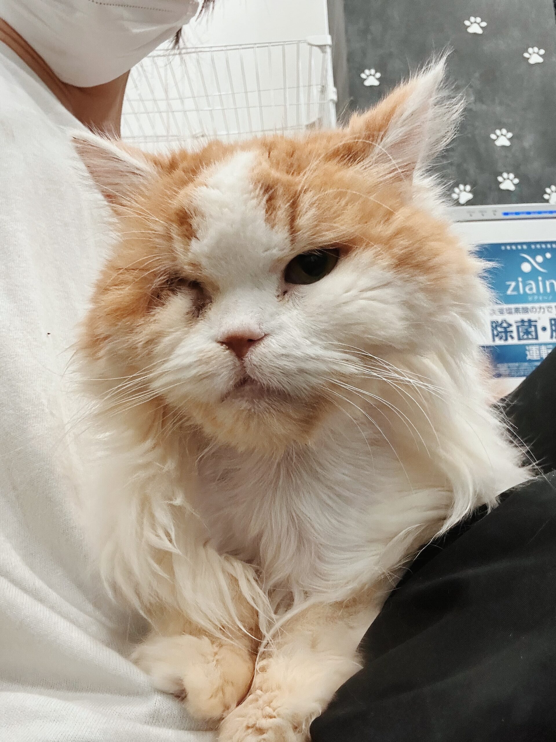 カスミソウの画像1