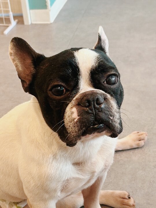 タマトアの画像3