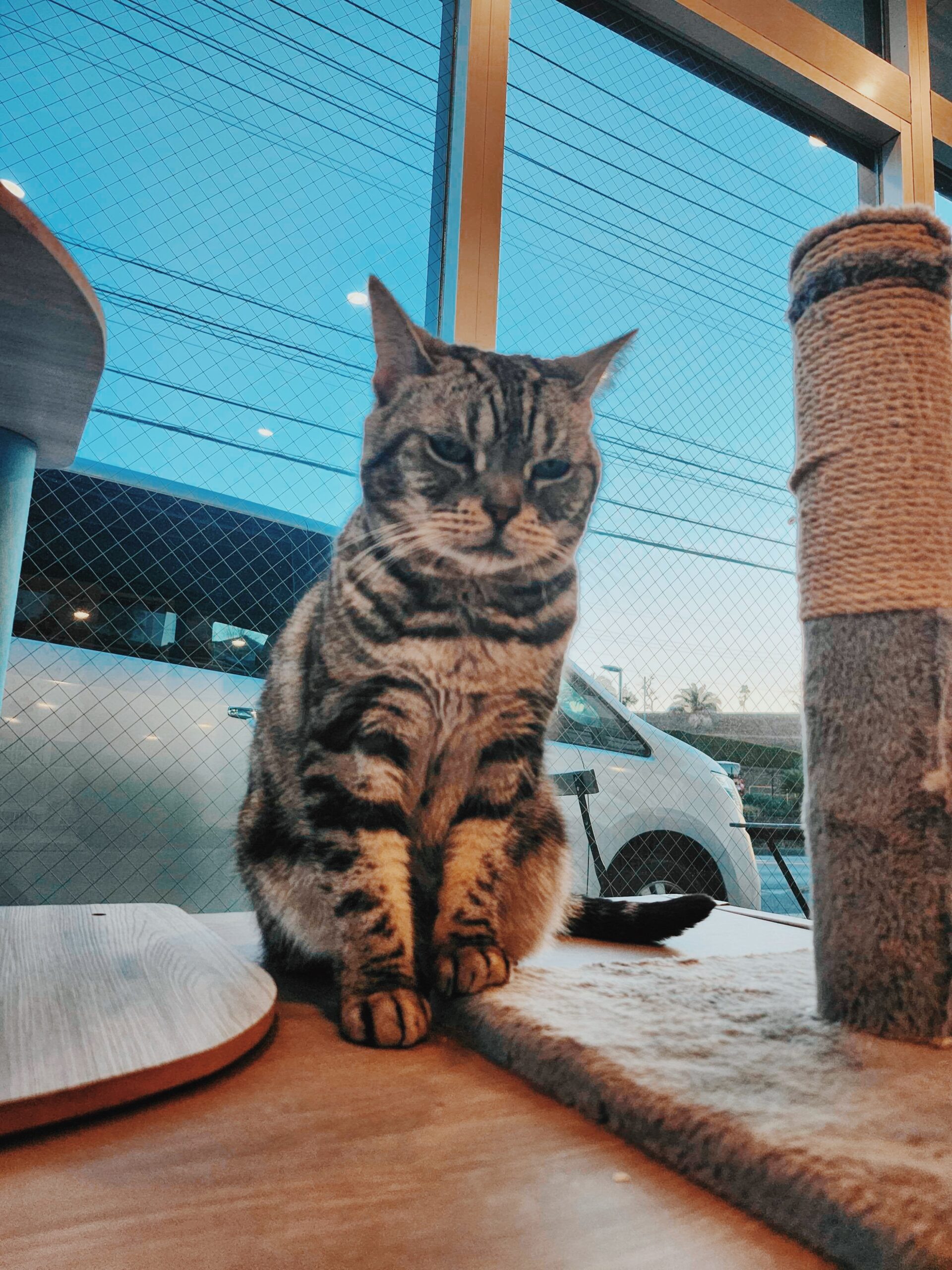 そうせきの画像1