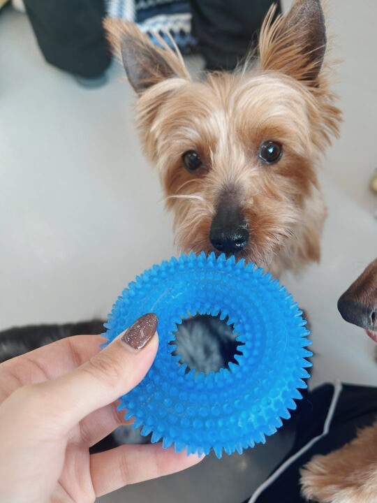 よしつねの画像3