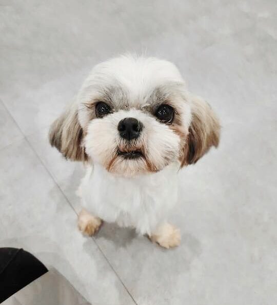 グラミーの画像2