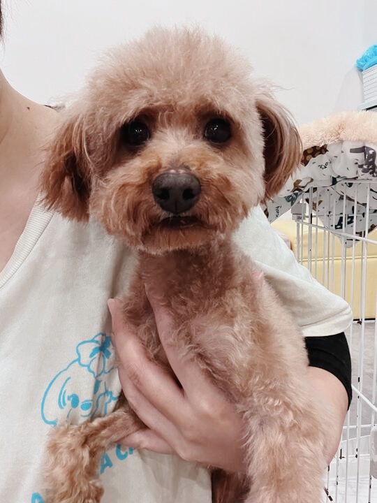 コッピーの画像1