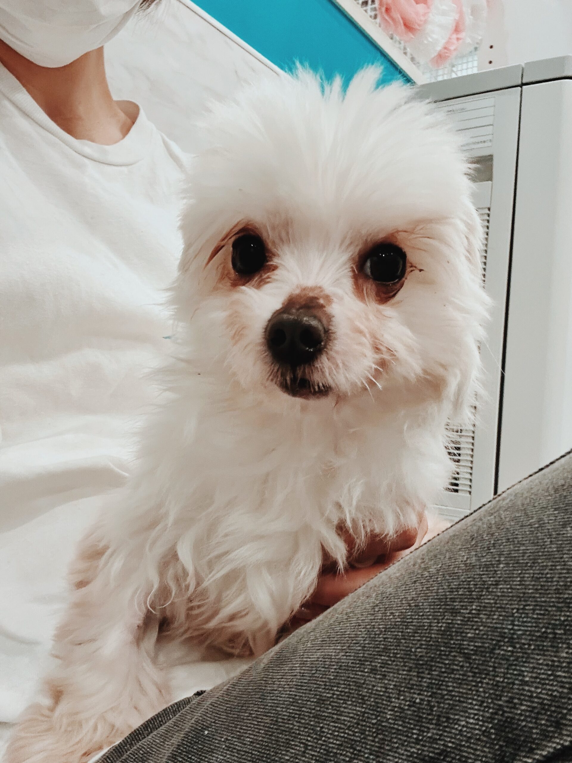 バージニアの画像2