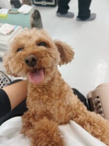 ヴィヴァルディ