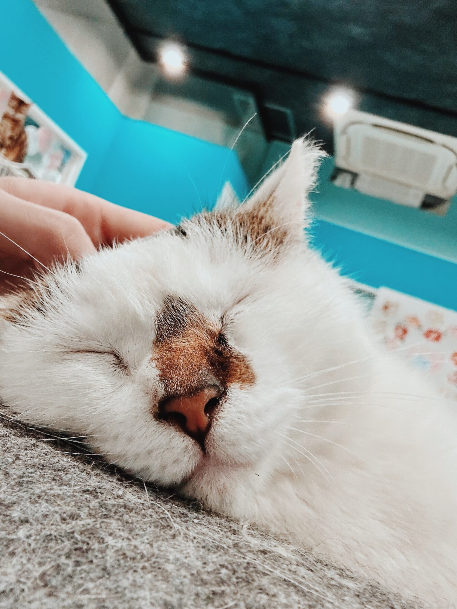 ふじこちの画像1