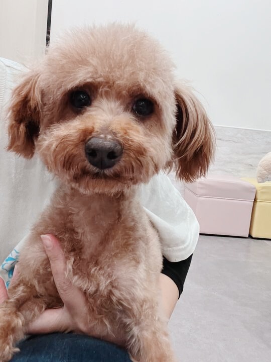 コッピーの画像3