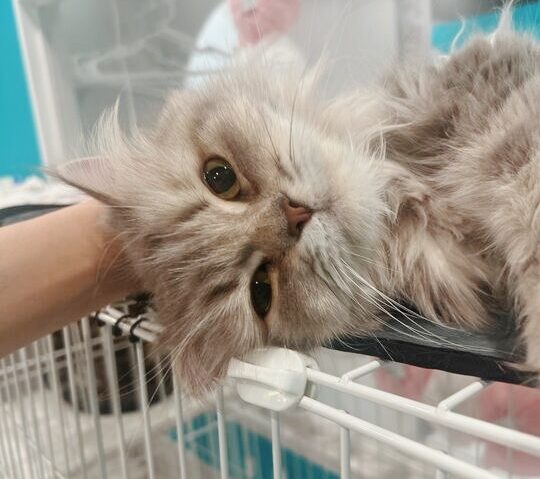 ベイマックスの画像3