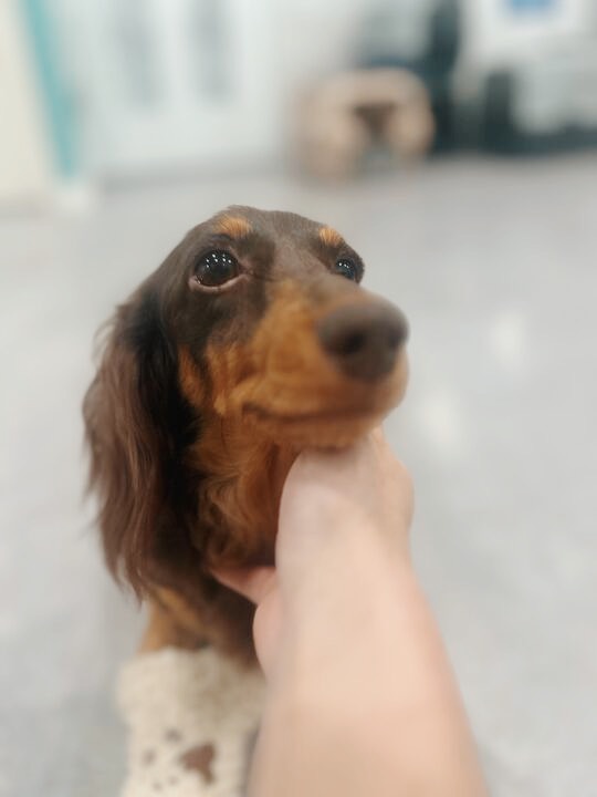 ペリドットの画像1