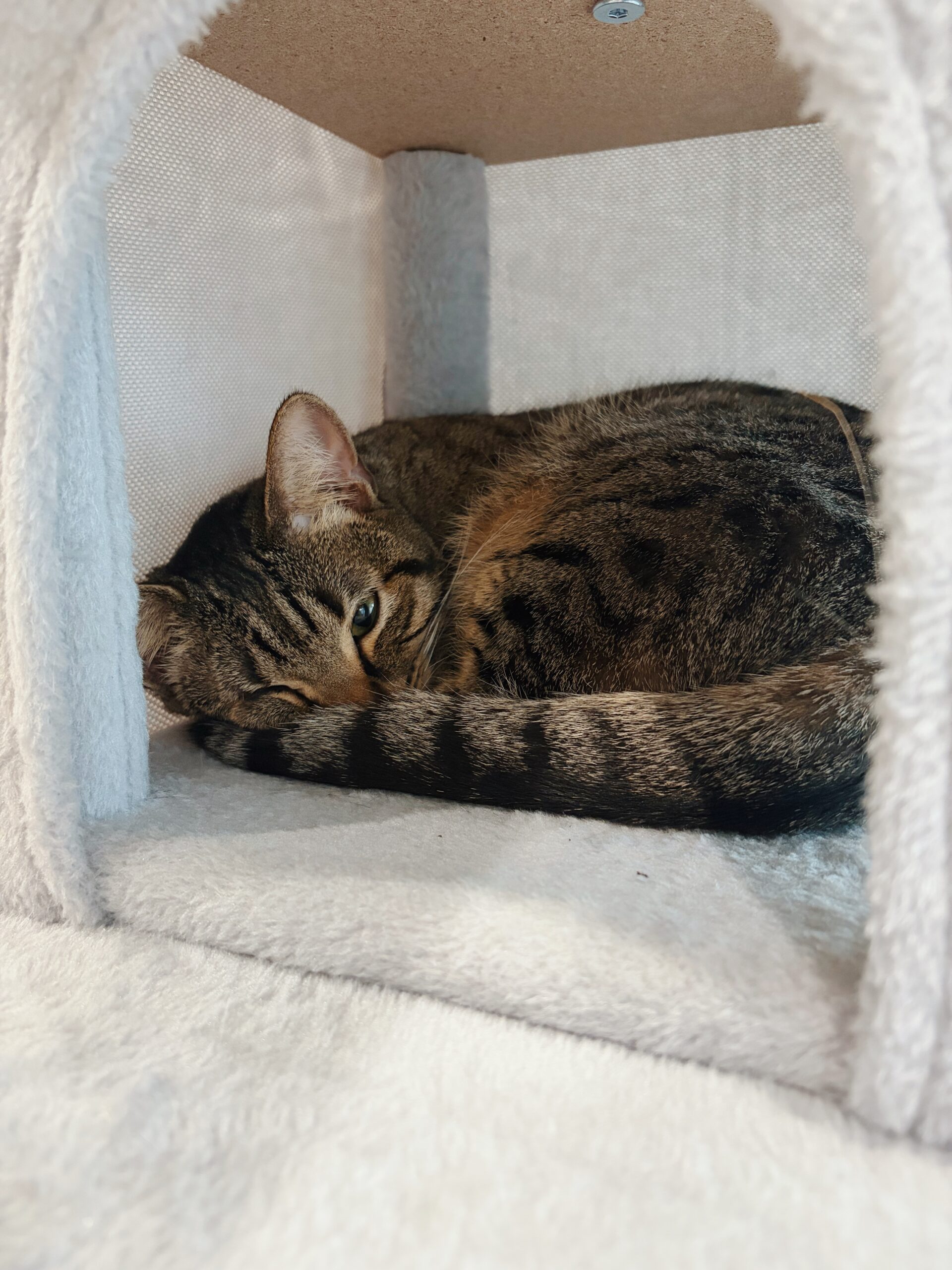 ライトニングの画像3