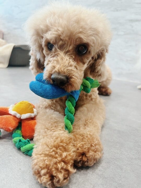 モーツァルトの画像1