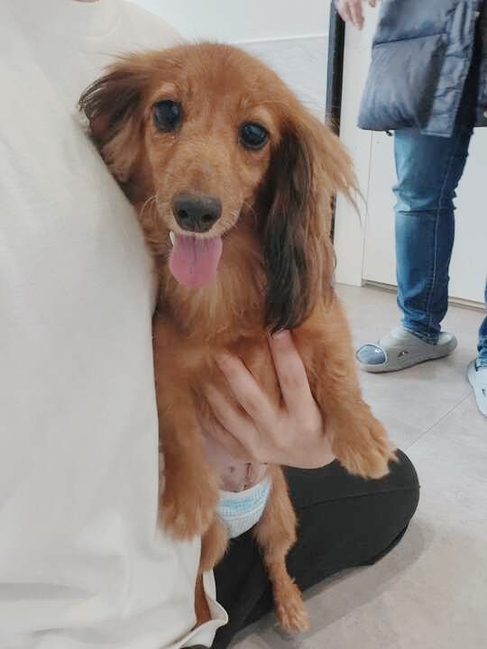 ネオンテトラの画像1