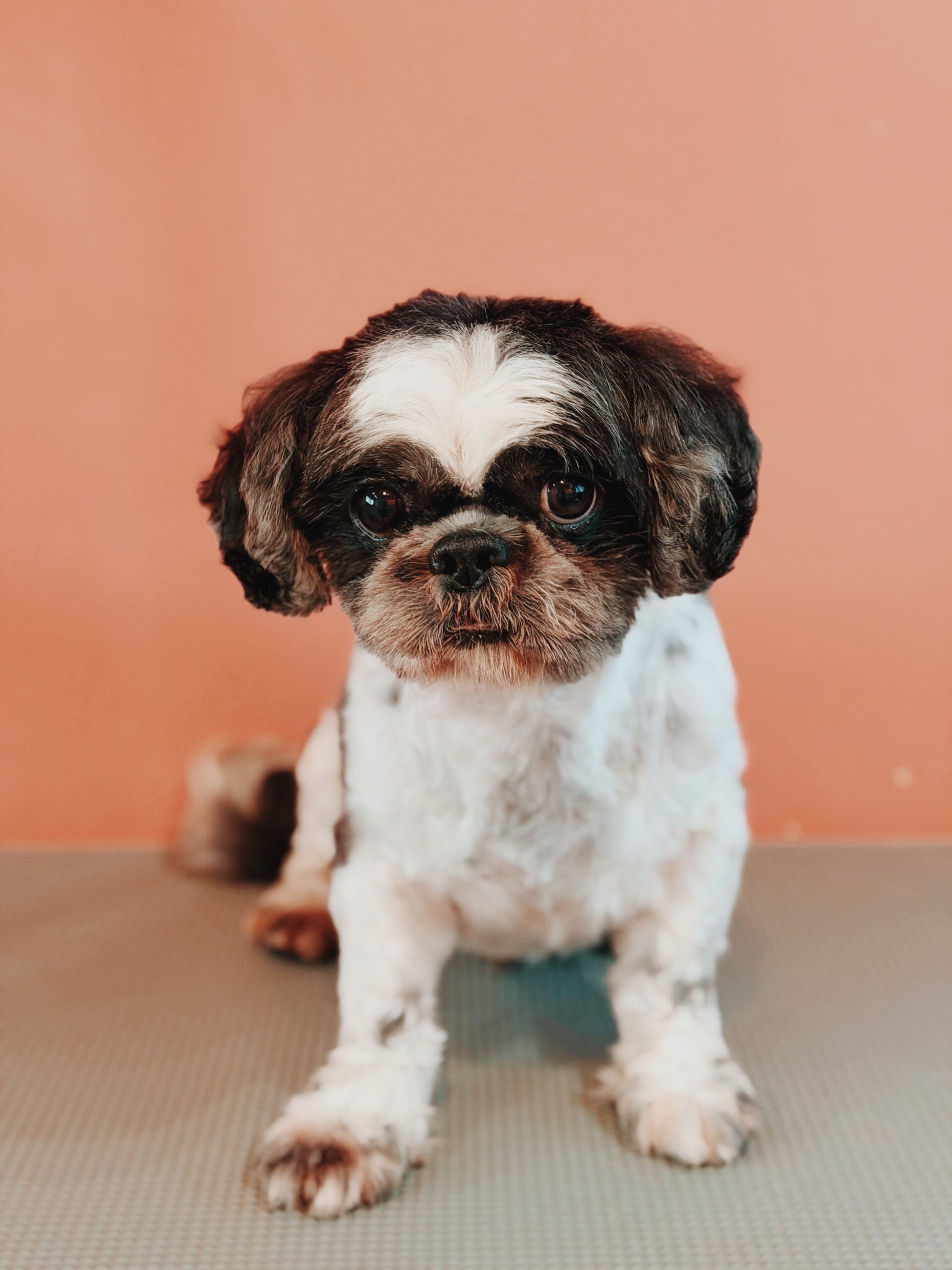 たかもりの画像3