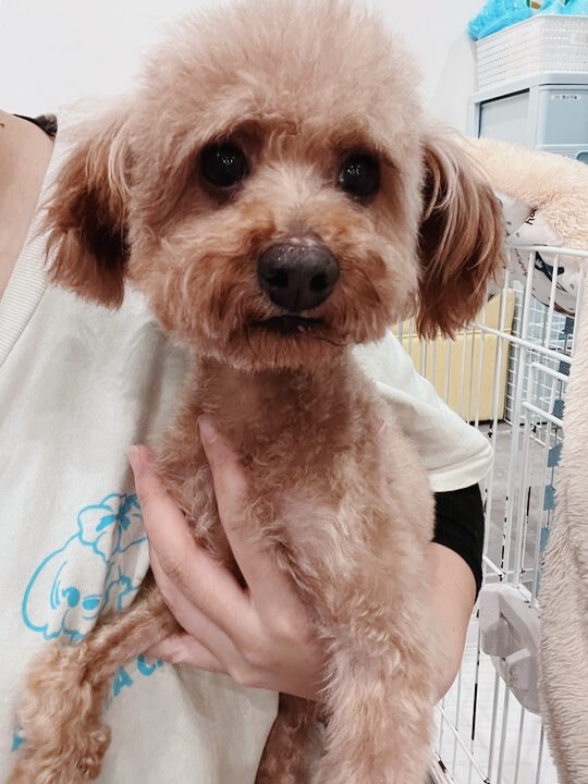 コッピーの画像2