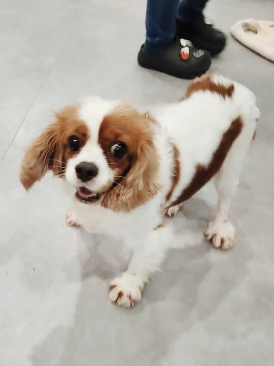 ただたかの画像2